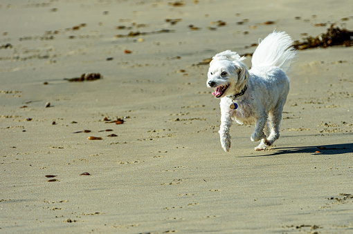 Close-up of small cute white dog, having fun running on sandy ocean beach.

Taken in Santa Cruz, California, USA