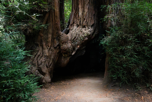The Base of Redwood trees that are Hollow due to a forest fire