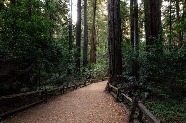 istock A dirt path through a grove of Redwood trees 1758352894