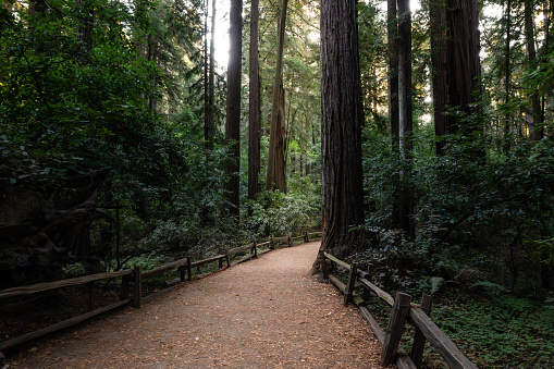 Dirt path through a grove of Redwood trees