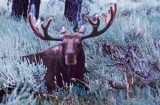 Moose in the early morning Wyoming light resting in plains brush.\n\nTaken in Grand Tetons National Park, Wyoming, USA