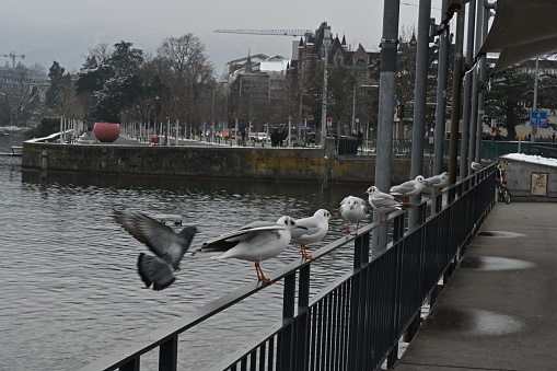 Gray railings framing pier and seagulls are sitting on it near waterfront of the lake Zurich in personal harbor. On the background are historical buildings.