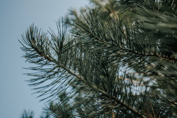 Upward View of Pine Tree Branches - Close-Up Capture with Blue Sky Background