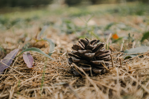 Pine Cones Scattered on Forest Floor - Detailed Close-Up Capture