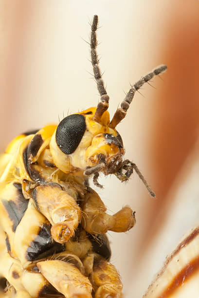 istock Closeup of an insect face 175837574