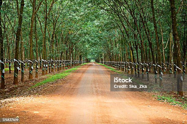Bäume In Vietnam Stockfoto und mehr Bilder von Kautschukbaum - Kautschukbaum, Plantage, Gummi