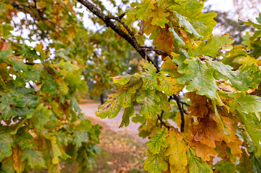 Oak branches with autumn foliage, autumn season.