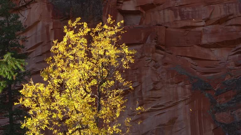 West Fork, Sedona, Arizona