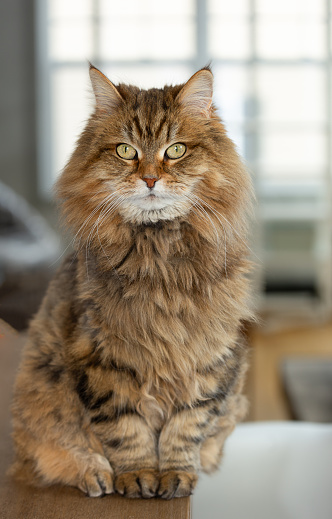 Studio portrait of adorable cat looking at camera with suspicious expression. Close-up angry cat lying down on the white table.