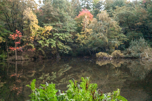 A scenic photograph of autumnal trees around a lake.