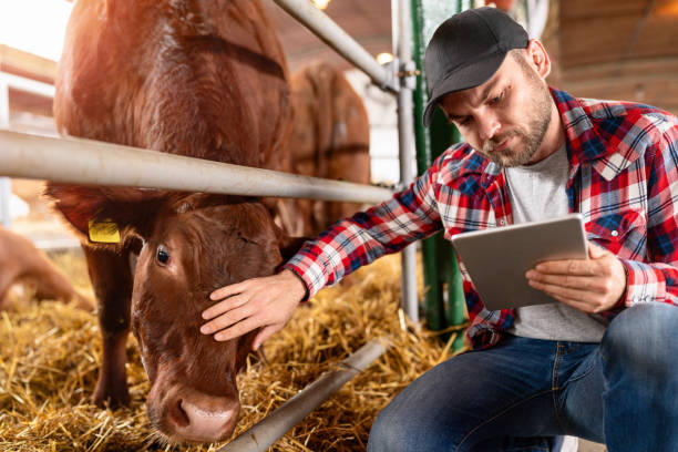 istock Farmer analyzes the performance of cows on a dairy farm. 1758393798
