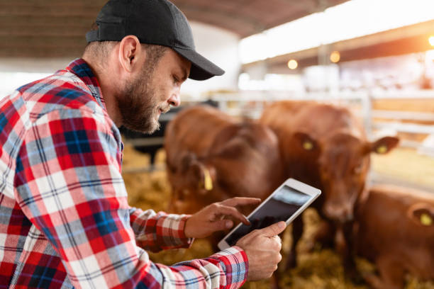 istock Farmer analyzes the performance of cows on a dairy farm. 1758393815