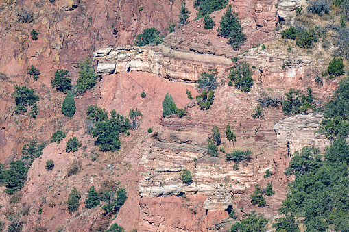 Deep sandstone canyon of red and white near Garden of the Gods and the Pikes Peak forest in Colorado Springs of western USA in North America.