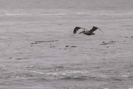 Brown Pelican flying over Monterey, California
