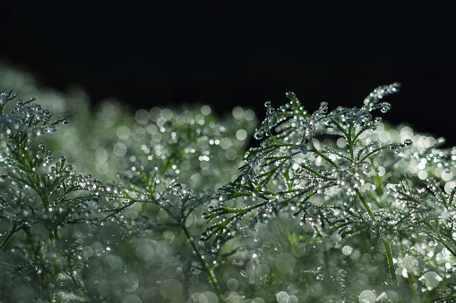 Close-up of water droplets on dill. Drops of dew in the morning shine. Macro photo Dill on dark background. Shiny twig. Bokeh light. Shiny background. Glitter effect. Glint sphere. Copy space.
