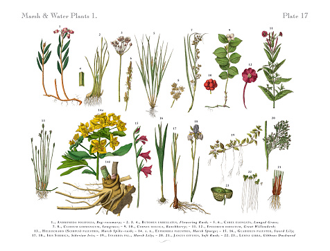 Very Rare, Beautifully Illustrated Antique Engraved Victorian Botanical Illustration of Bog Plants, Wildflowers, and Water Plants: Plate 17, Published in 1886. Source: Original edition from my own archives. Copyright has expired on this artwork. Digitally restored.