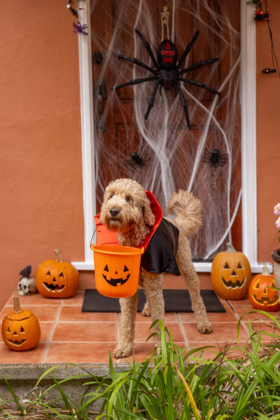 istock Count Goldendoodle Vampire Dog Costume 1758399923