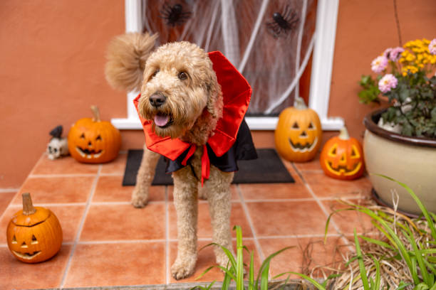 istock Count Goldendoodle Vampire Dog Costume 1758400184