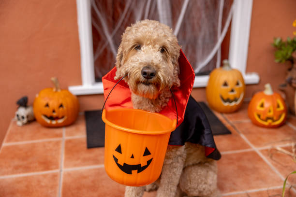 istock Count Goldendoodle Vampire Dog Costume 1758400188