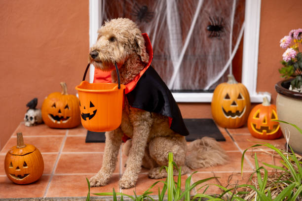 istock Count Goldendoodle Vampire Dog Costume 1758400434