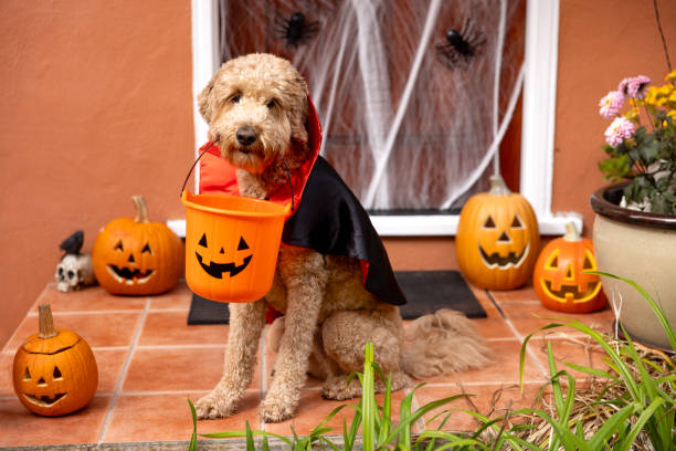 istock Count Goldendoodle Vampire Dog Costume 1758400435
