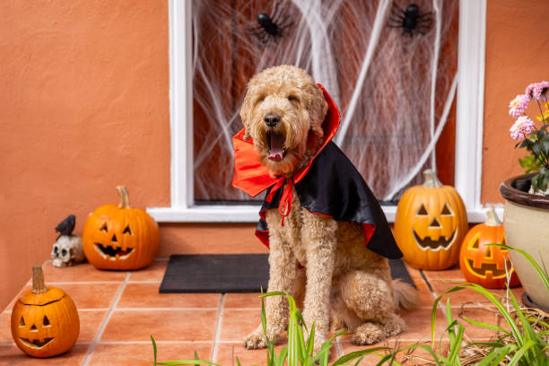 istock Count Goldendoodle Vampire Dog Costume 1758400438