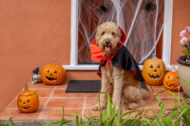 istock Count Goldendoodle Vampire Dog Costume 1758400439