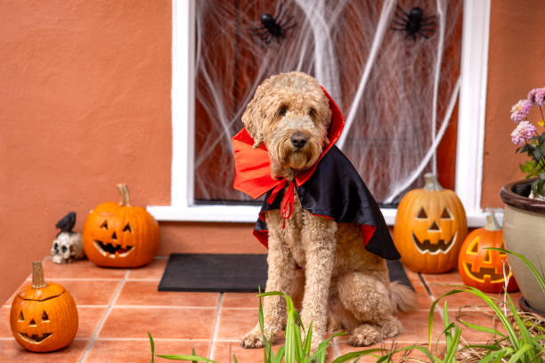 istock Count Goldendoodle Vampire Dog Costume 1758400441