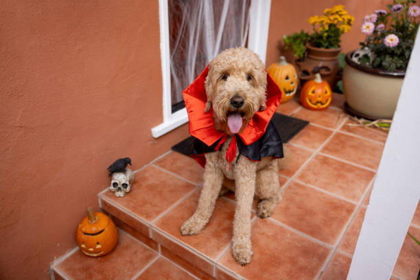 istock Count Goldendoodle Vampire Dog Costume 1758400442