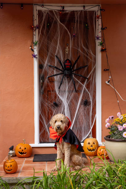 istock Count Goldendoodle Vampire Dog Costume 1758400443