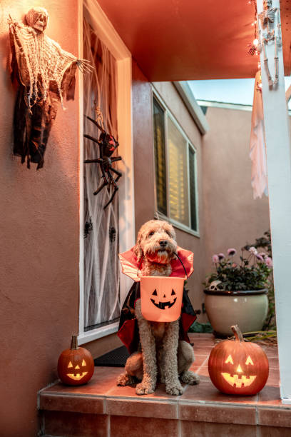 istock Count Goldendoodle Vampire Dog Costume 1758400447