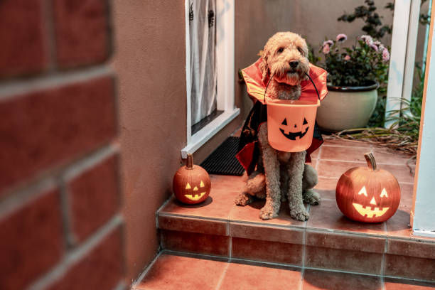 istock Count Goldendoodle Vampire Dog Costume 1758400451