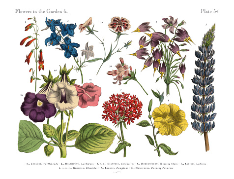 Very Rare, Beautifully Illustrated Antique Engraved Victorian Botanical Illustration of Exotic Flowers of the Garden: Plate 54, from The Book of Practical Botany in Word and Image (Lehrbuch der praktischen Pflanzenkunde in Wort und Bild), Published in 1886. Copyright has expired on this artwork. Digitally restored.