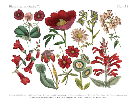 Very Rare, Beautifully Illustrated Antique Engraved Victorian Botanical Illustration of Red Exotic Flowers of the Garden Plants, Victorian Botanical Illustration Plate 55, from The Book of Practical Botany in Word and Image (Lehrbuch der praktischen Pflanzenkunde in Wort und Bild), Published in 1886. Copyright has expired on this artwork. Digitally restored.