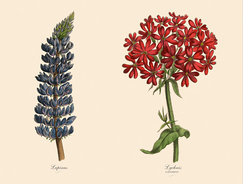 Very Rare, Beautifully Illustrated Antique Engraved Catchfly and Lupinus Plants, Victorian Botanical Illustration, Published in 1886. Source: Original edition from my own archives. Copyright has expired on this artwork. Digitally restored.