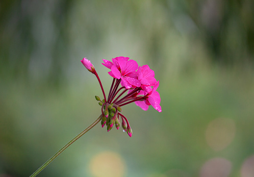 Close up of pink geranium in garden
