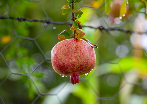 Pomegranate fruit with after rain
