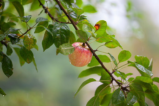 Red fresh apple on tree