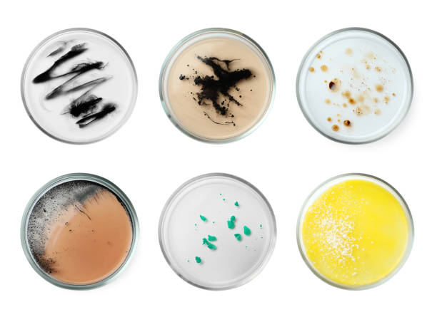 istock Set of Petri dishes with different culture samples on white background, top view 1758426806