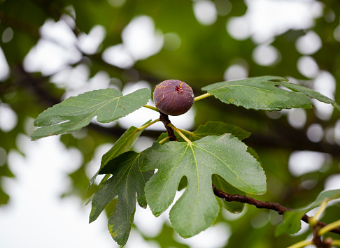 Unripe green acorns growing on a tree. Closeup shot, green smooth background.