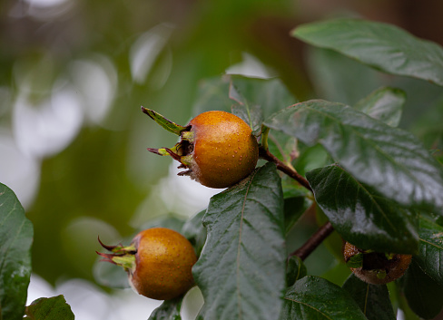 organic common medlar fruit on the branch.