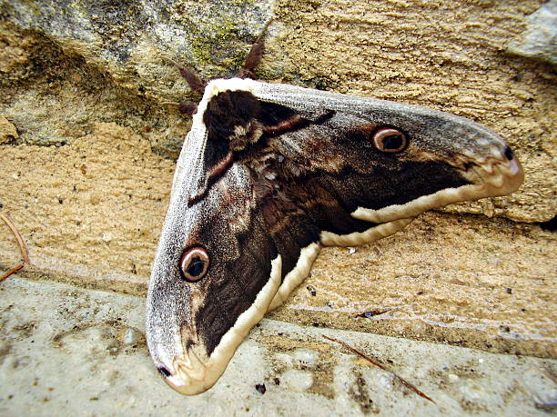 гигантский павлин моль - saturn moth стоковые фото и изображения