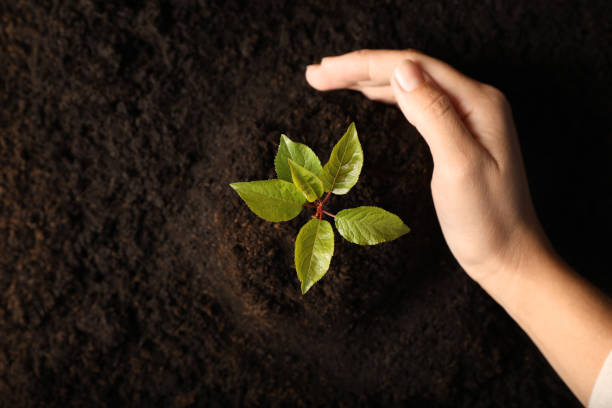 istock Woman planting young tree in soil, top view 1758435036