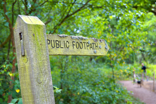 a small path in a beautiful green forest in springtime with white cow parsley en long high trees