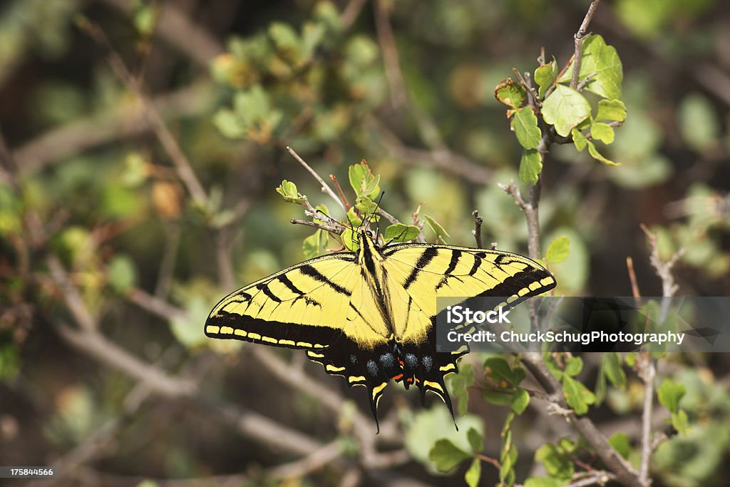 Machaon Papilio multicaudata insecte - Photo de Aile d'animal libre de droits