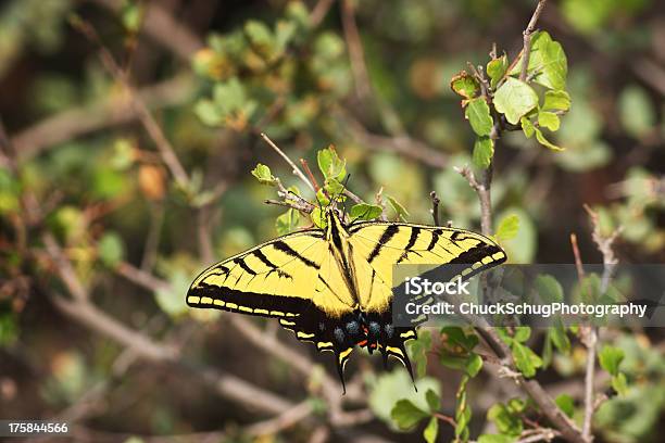 Photo libre de droit de Machaon Papilio Multicaudata Insecte banque d'images et plus d'images libres de droit de Aile d'animal - Aile d'animal, Ailes déployées, Arizona