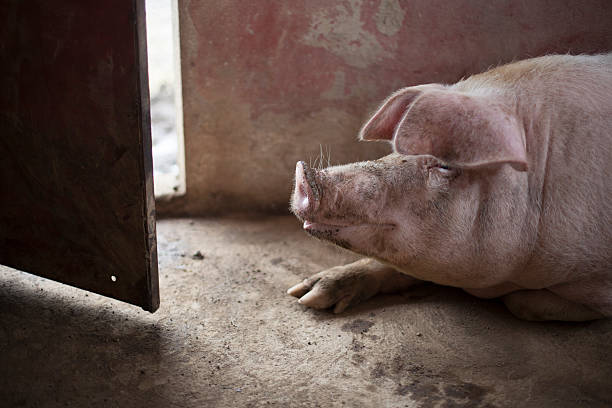 Portrait of pig in stall stock photo