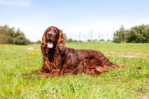 brown adult irish setter lies on the green grass on the lawn and rests, big dog outdoors in summer