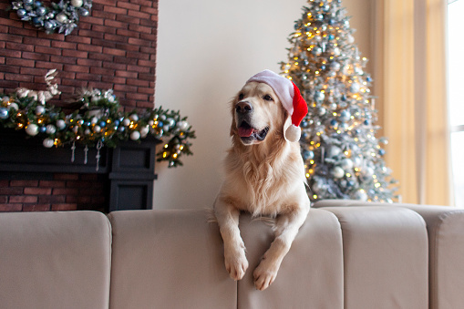 cute domestic dog in santa hat sits at home in christmas interior against the background of new year tree, golden retriever looks at copy space for the new year