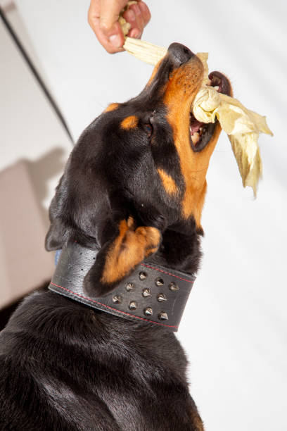 istock american rottweiler, dangerous dogs pet 1758462823